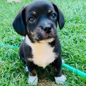 Meet your Posher, Mazikeen